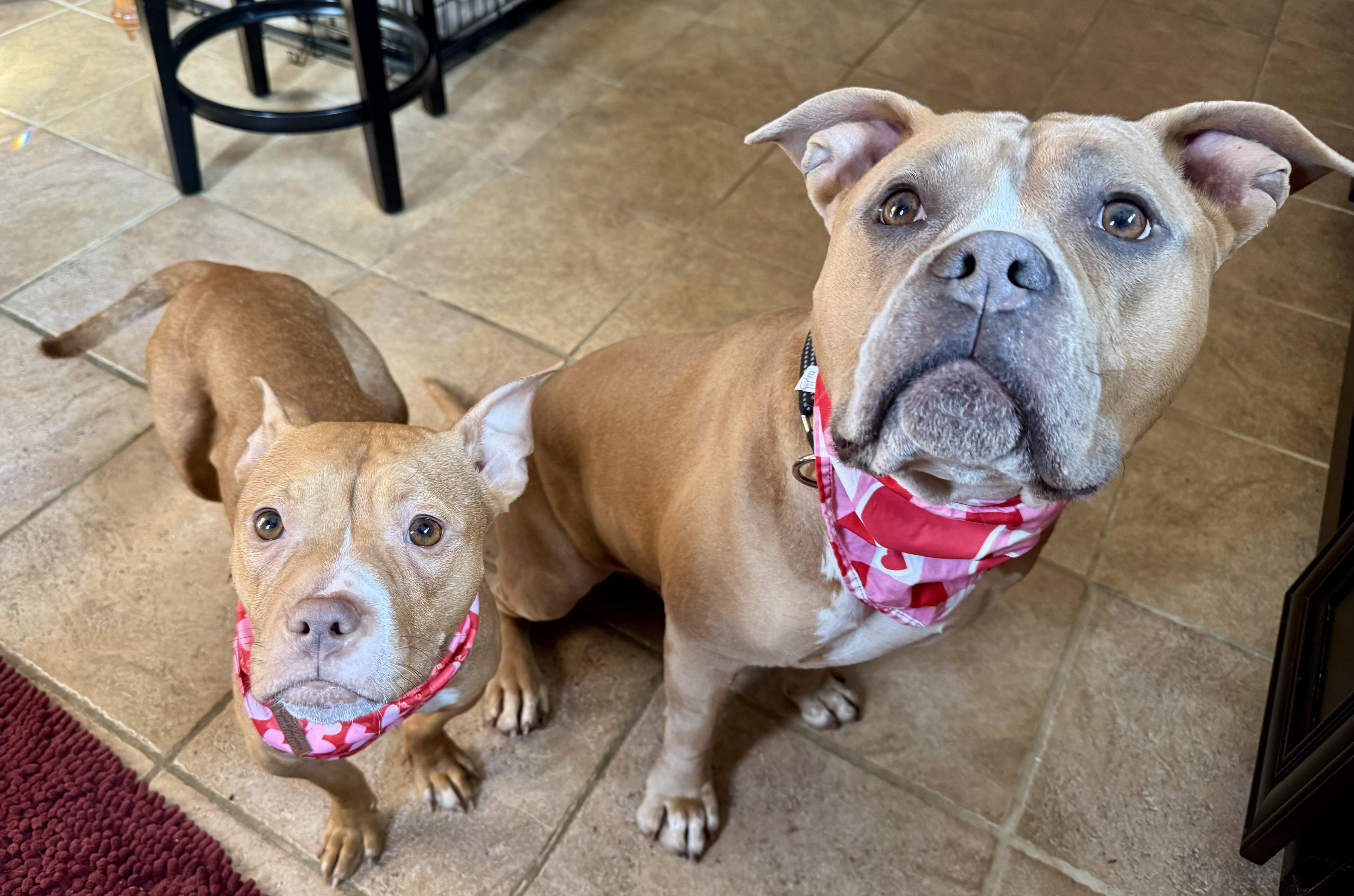 Enlarge PENNY the mini pittie , a ADOPTABLE mixed breed in Media, PA image 4/6