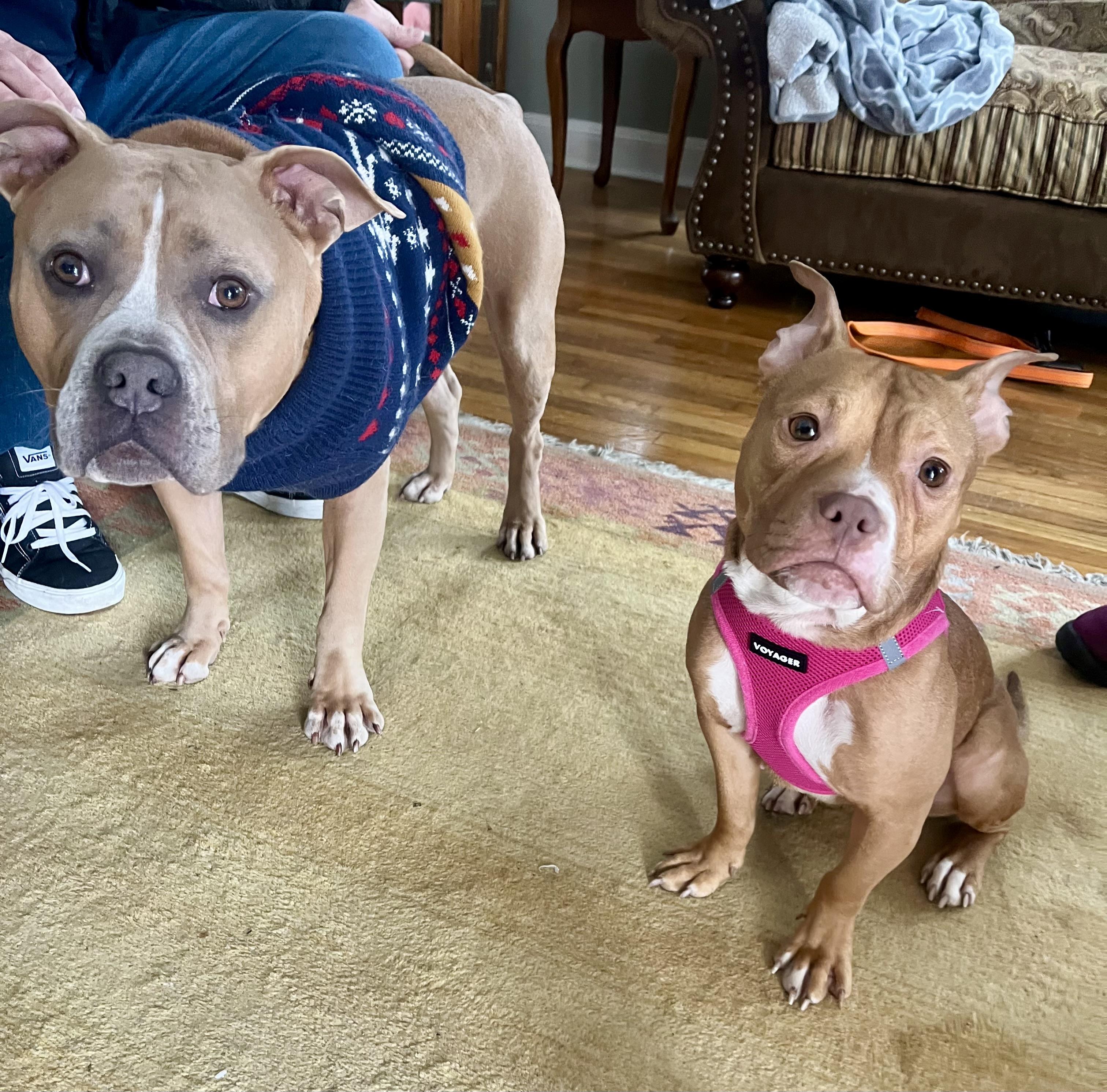 Enlarge PENNY the mini pittie , a ADOPTABLE mixed breed in Media, PA image 3/6