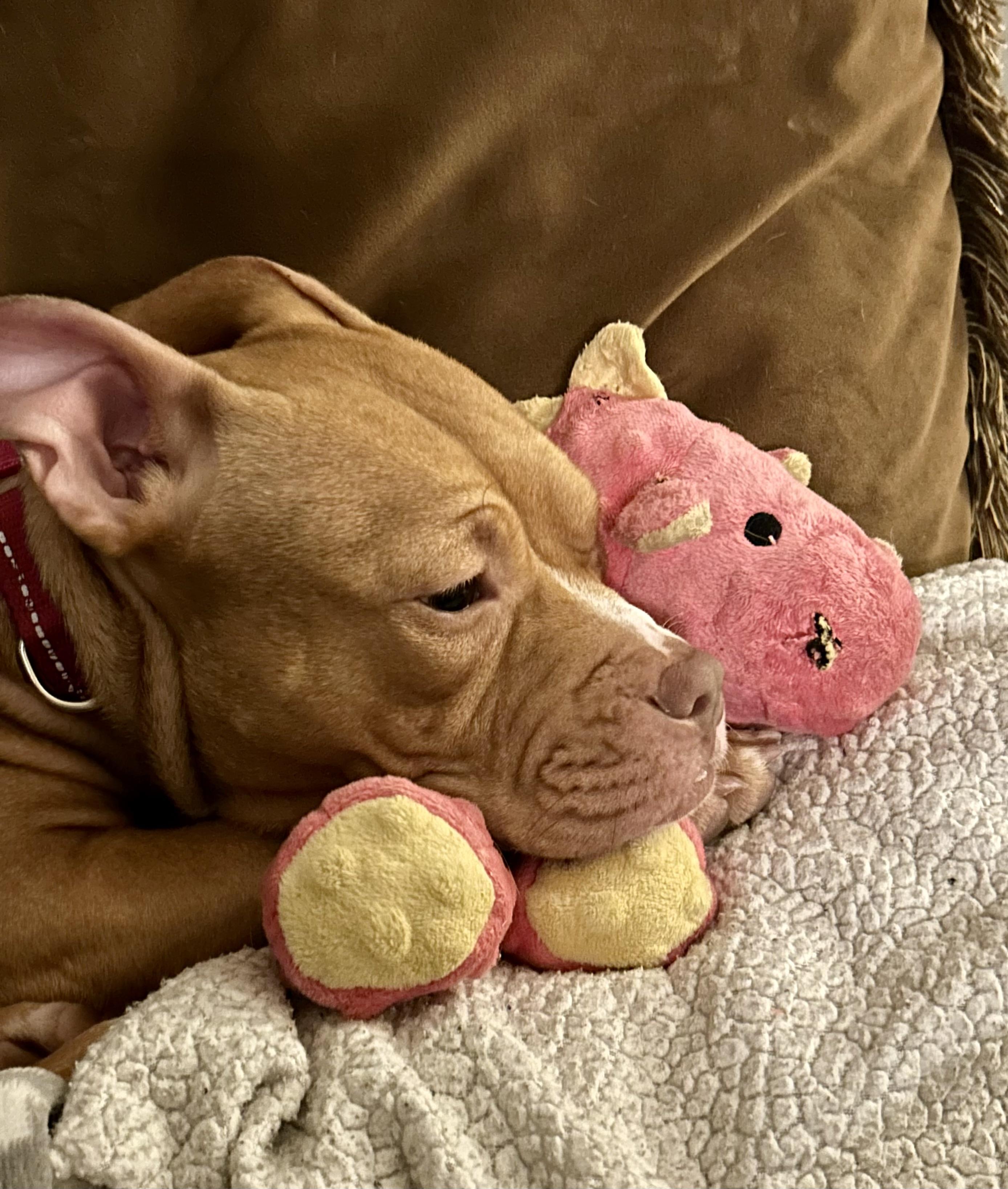 Enlarge PENNY the mini pittie , a ADOPTABLE mixed breed in Media, PA image 5/6