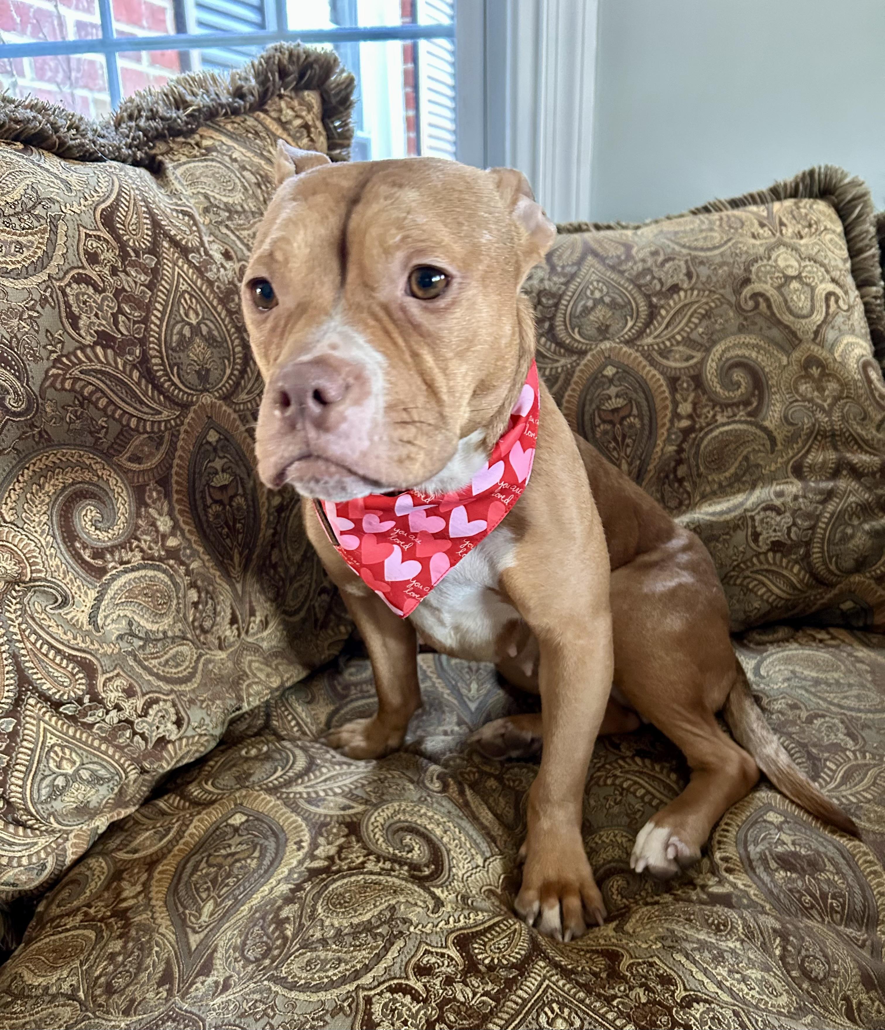 Enlarge PENNY the mini pittie , a ADOPTABLE mixed breed in Media, PA image 2/6