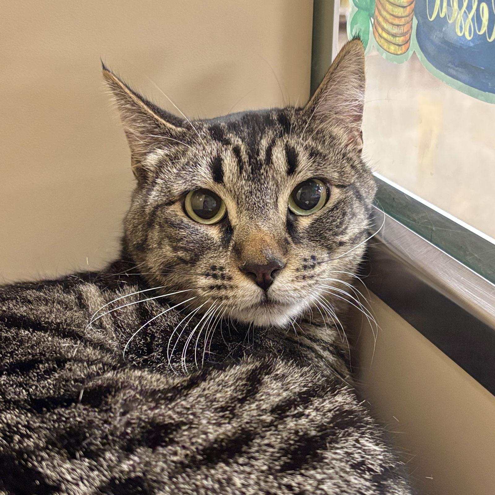 Enlarge Alvin & Simon, a Adoptable Domestic Short Hair in Sonora, CA image 2/2