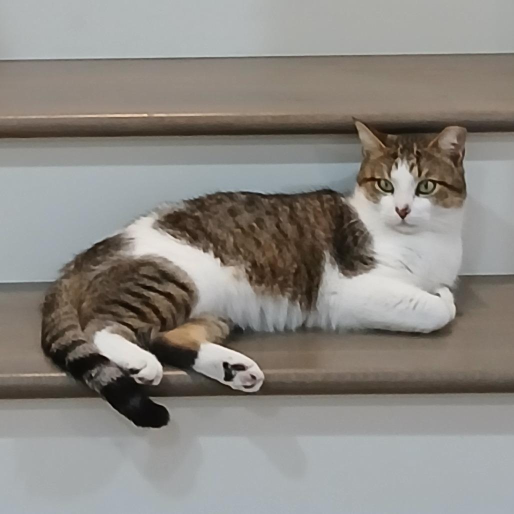 Enlarge Freedman, a Adoptable Domestic Short Hair in Freeport, FL image 1/3