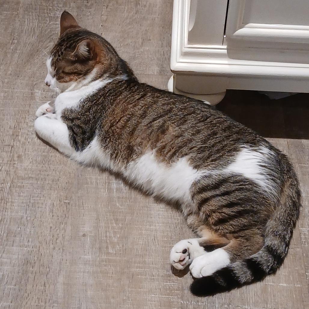 Enlarge Freedman, a Adoptable Domestic Short Hair in Freeport, FL image 2/3