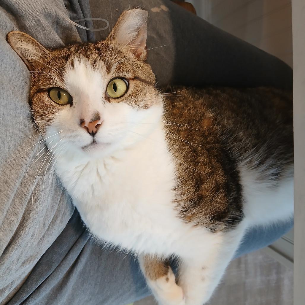Enlarge Freedman, a Adoptable Domestic Short Hair in Freeport, FL image 3/3