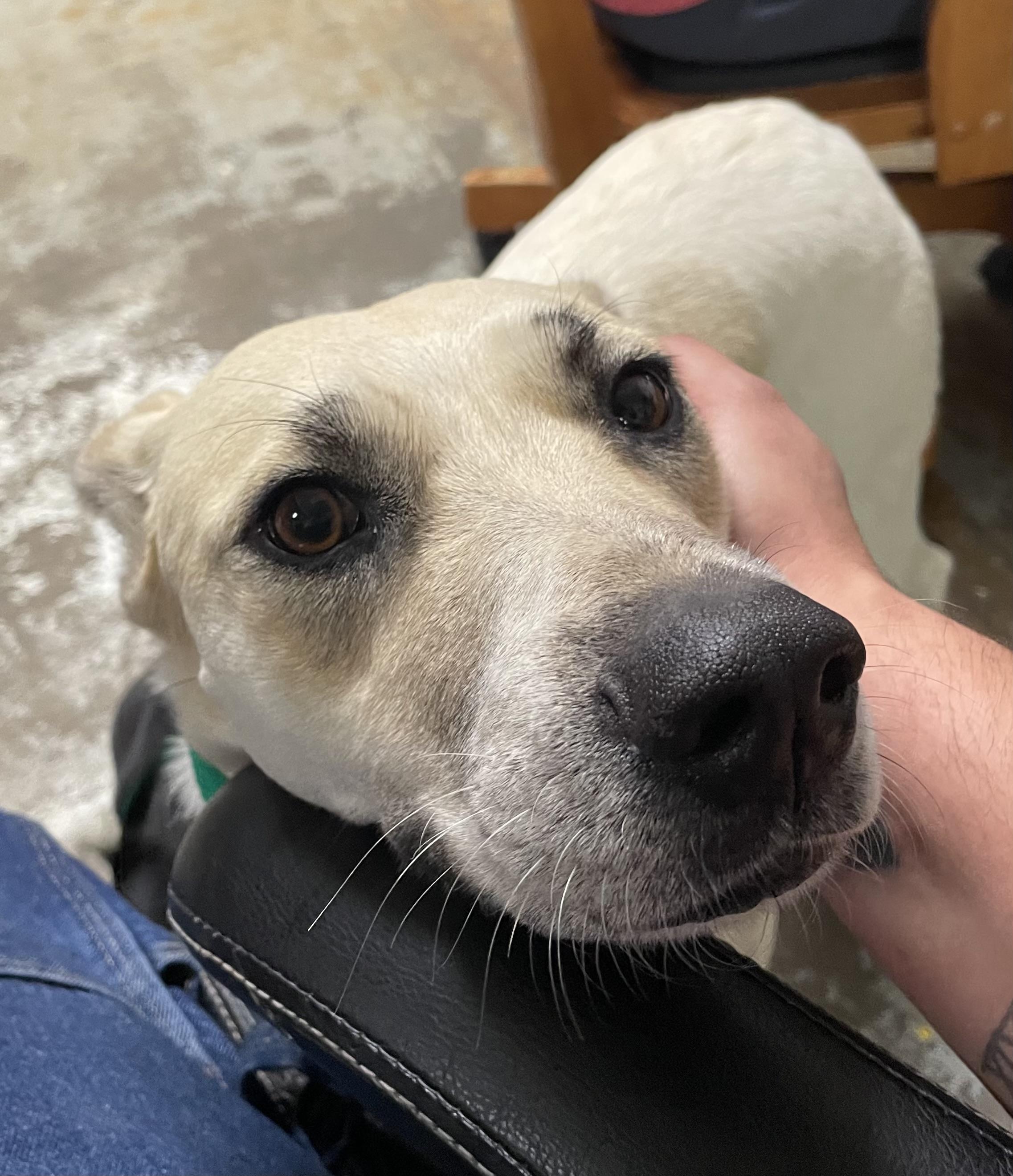 Ashley, an adoptable Australian Cattle Dog / Blue Heeler in Portales, NM, 88130 | Photo Image 1