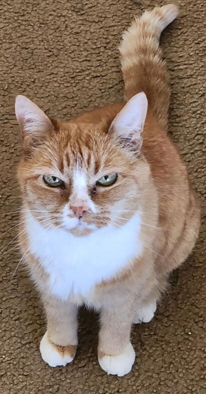 Kiki, Adoptable, Senior Female Domestic Medium Hair.