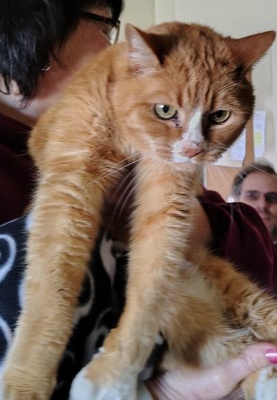 Enlarge Kiki, a Adoptable Domestic Medium Hair in Eugene, OR image 2/2