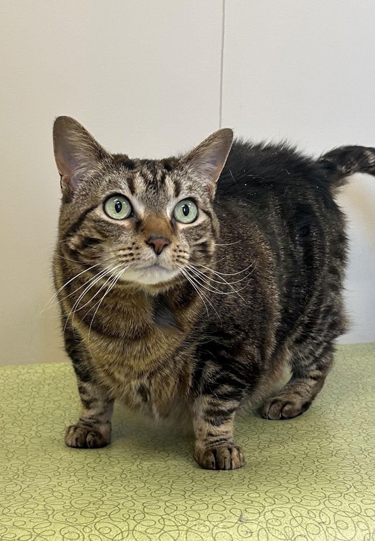 Enlarge Marble, a Adoptable Domestic Short Hair in Arlington, VT image 1/2