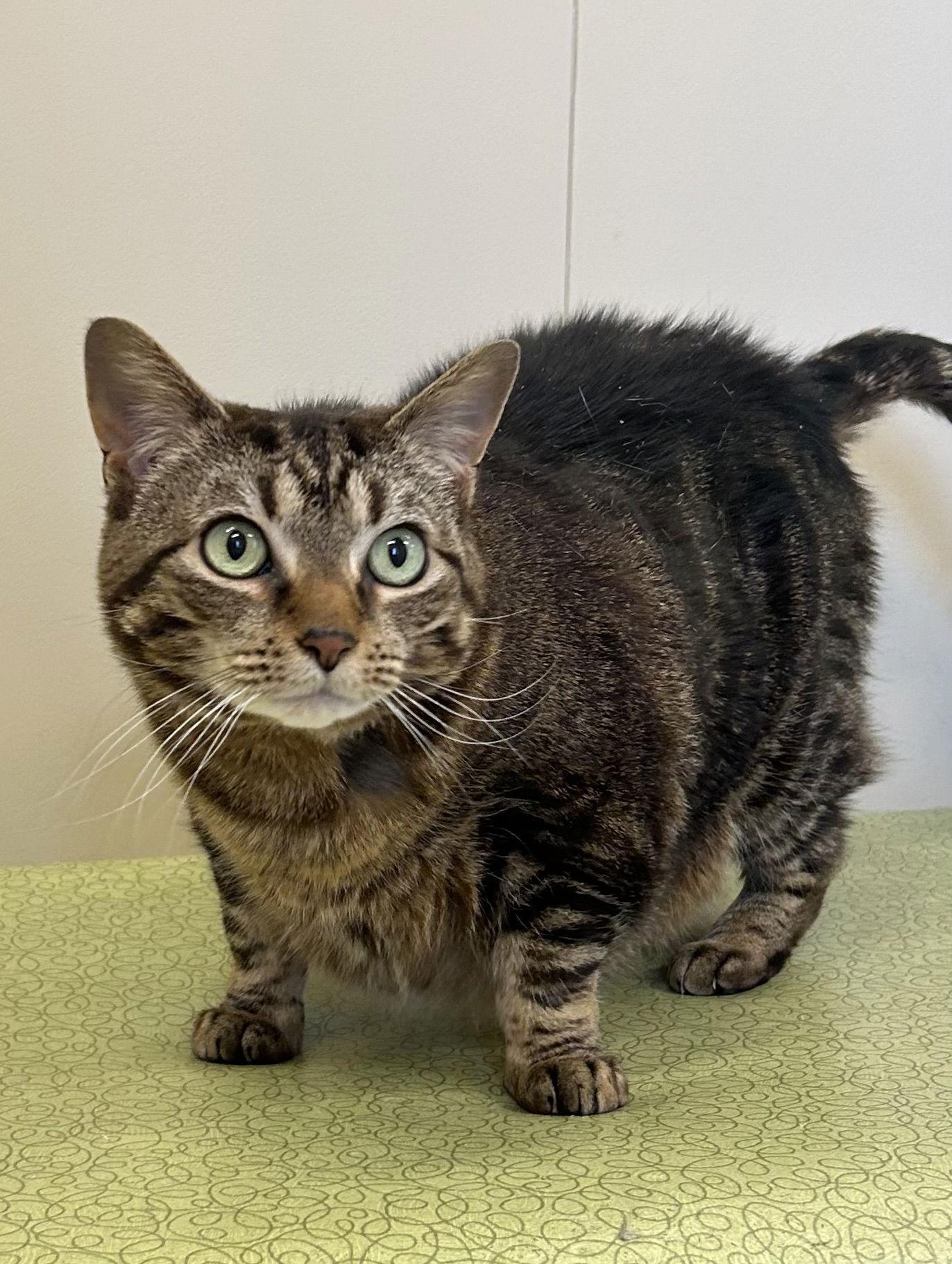 Enlarge Marble, a Adoptable Domestic Short Hair in Arlington, VT image 2/2