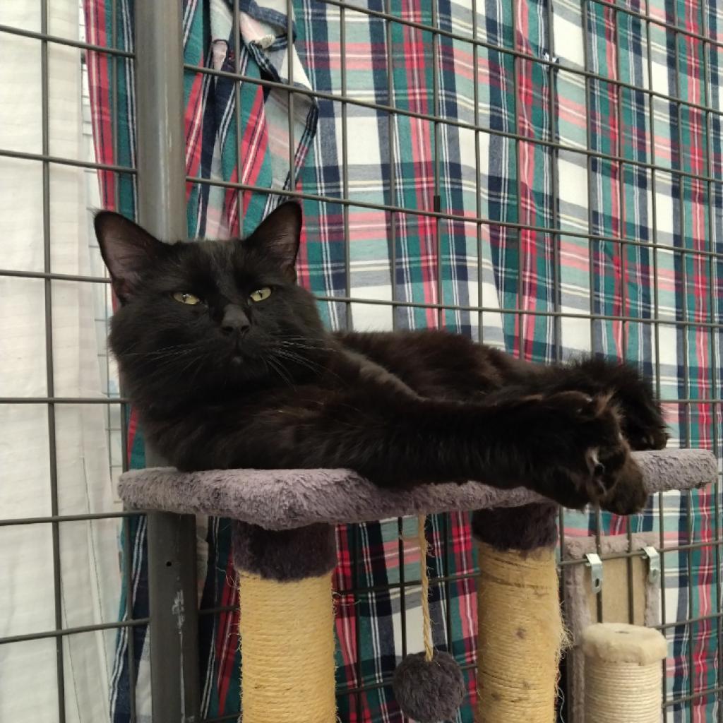 Enlarge Remi, a Adoptable Domestic Medium Hair in Taos, NM image 2/5