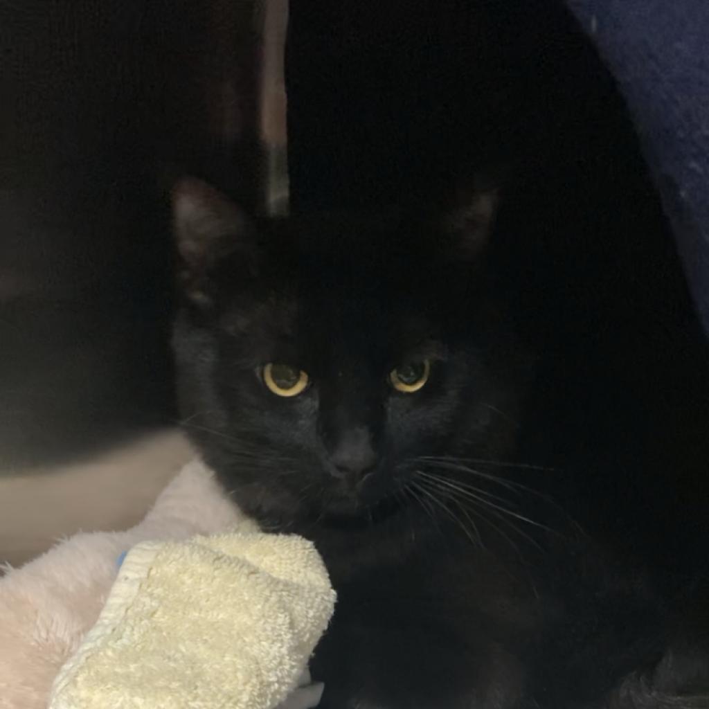 Enlarge Remi, a Adoptable Domestic Medium Hair in Taos, NM image 3/5