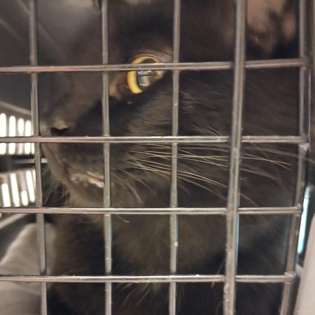 Enlarge Remi, a Adoptable Domestic Medium Hair in Taos, NM image 4/5