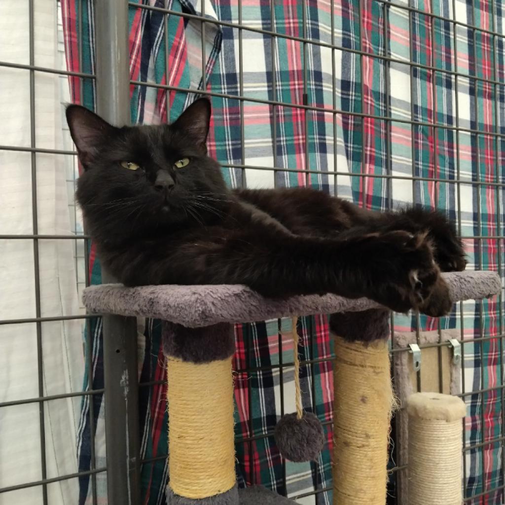 Enlarge Remi, a Adoptable Domestic Medium Hair in Taos, NM image 5/5