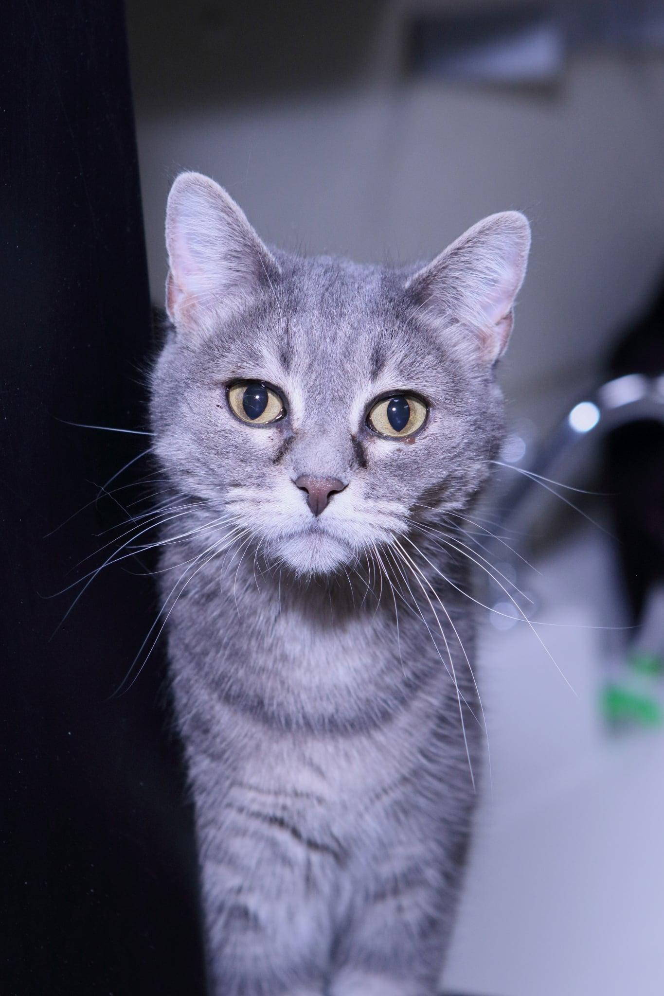 Enlarge Misty, a Adopted mixed breed in Austin, MN image 1/3
