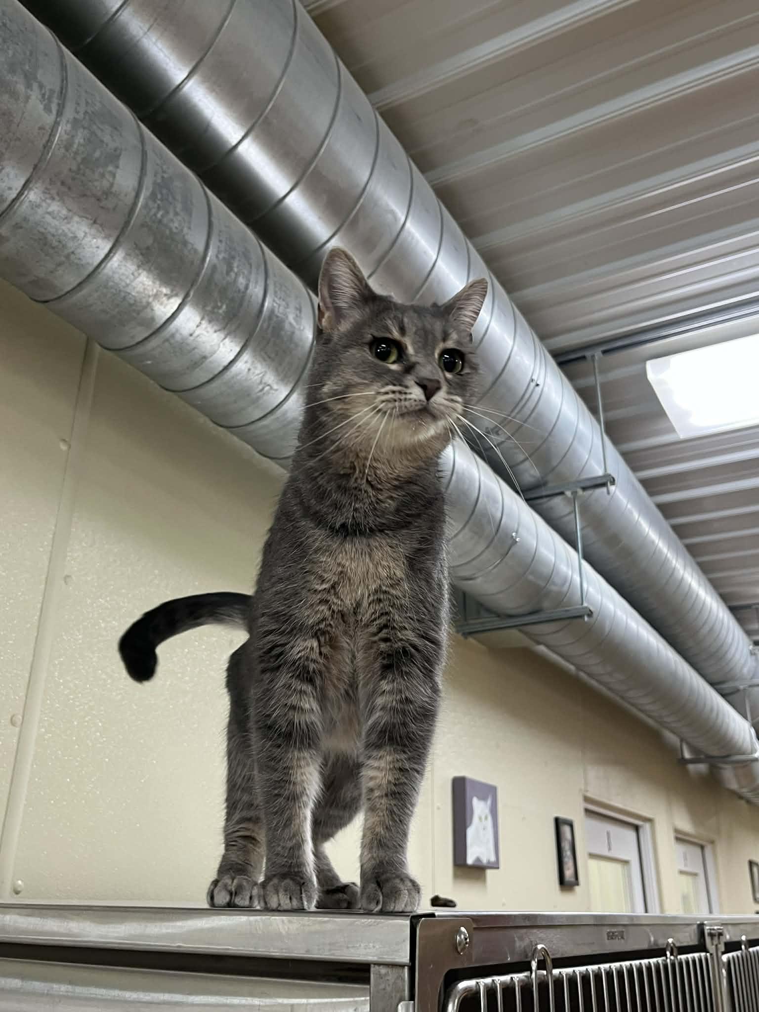 Enlarge Misty, a Adopted mixed breed in Austin, MN image 2/3