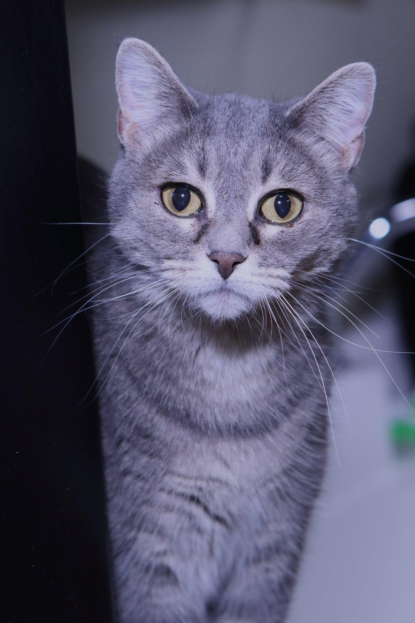 Enlarge Misty, a Adopted mixed breed in Austin, MN image 3/3