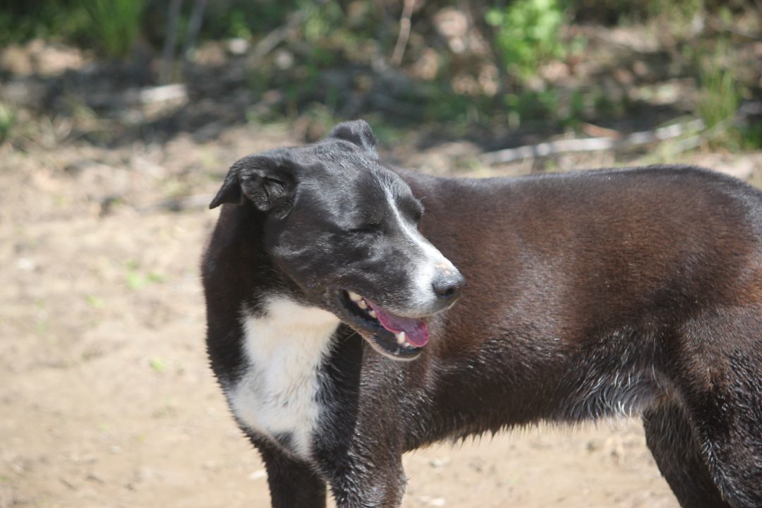 Cooper Rubble - K, Adoptable, Senior Male Labrador Retriever & Collie.