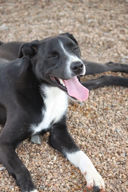 Enlarge Cooper Rubble - K, a Adoptable mixed breed in Wynne, AR image 3/12