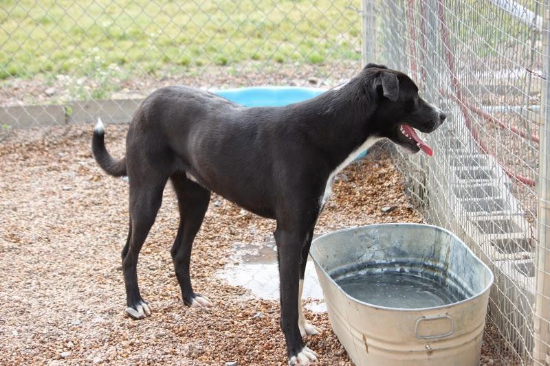 Enlarge Cooper Rubble - K, a Adoptable mixed breed in Wynne, AR image 4/12