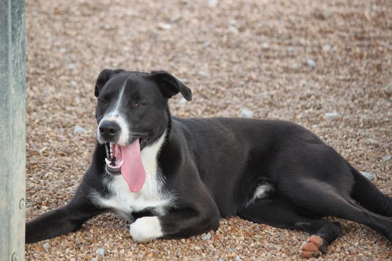 Enlarge Cooper Rubble - K, a Adoptable mixed breed in Wynne, AR image 5/12