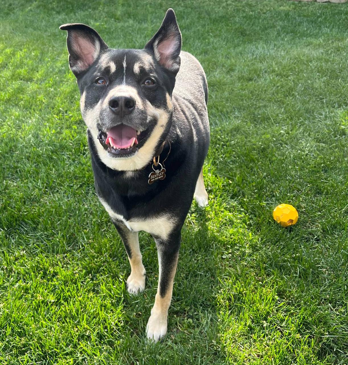 Bentley, an adoptable Husky, Chihuahua in Silvana, WA, 98287 | Photo Image 3