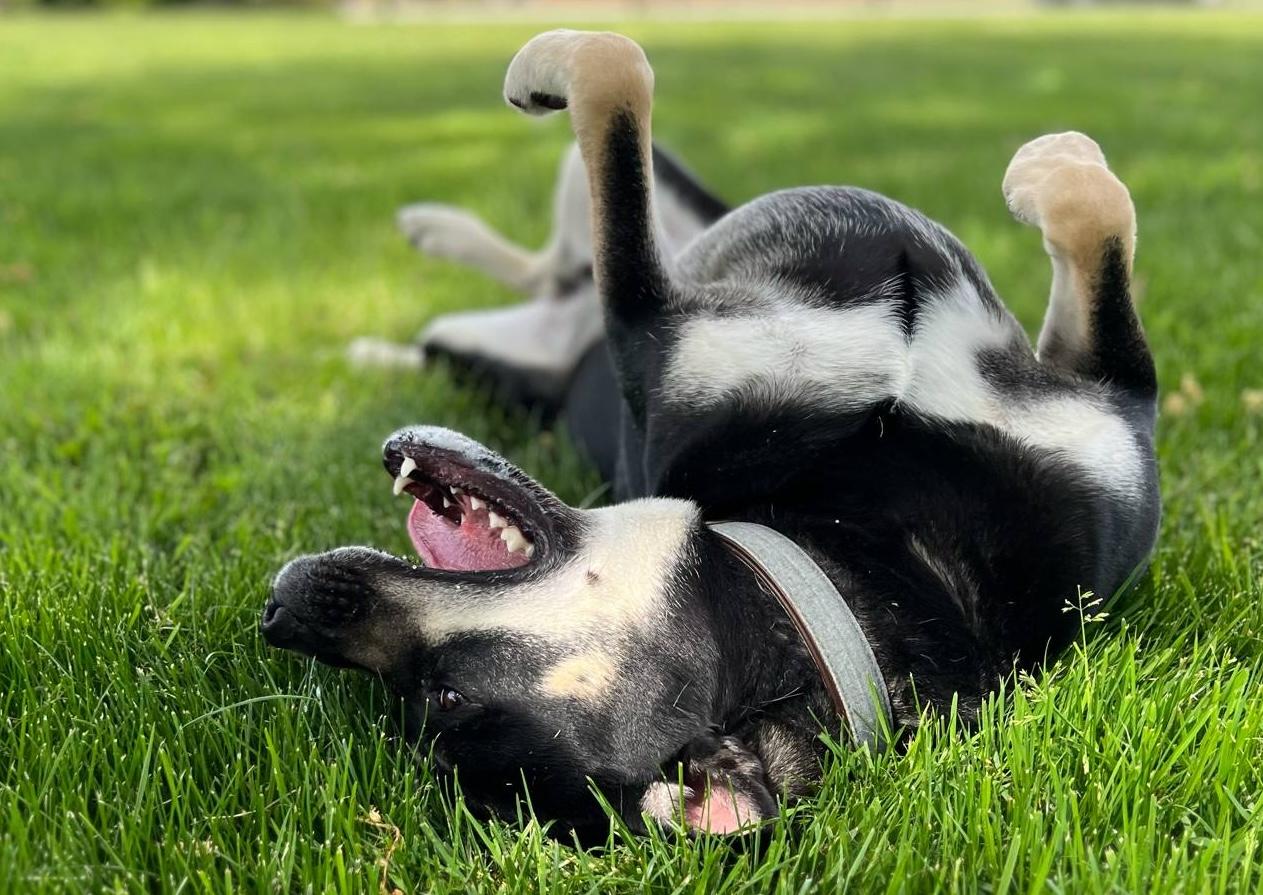 Bentley, an adoptable Husky, Chihuahua in Silvana, WA, 98287 | Photo Image 4