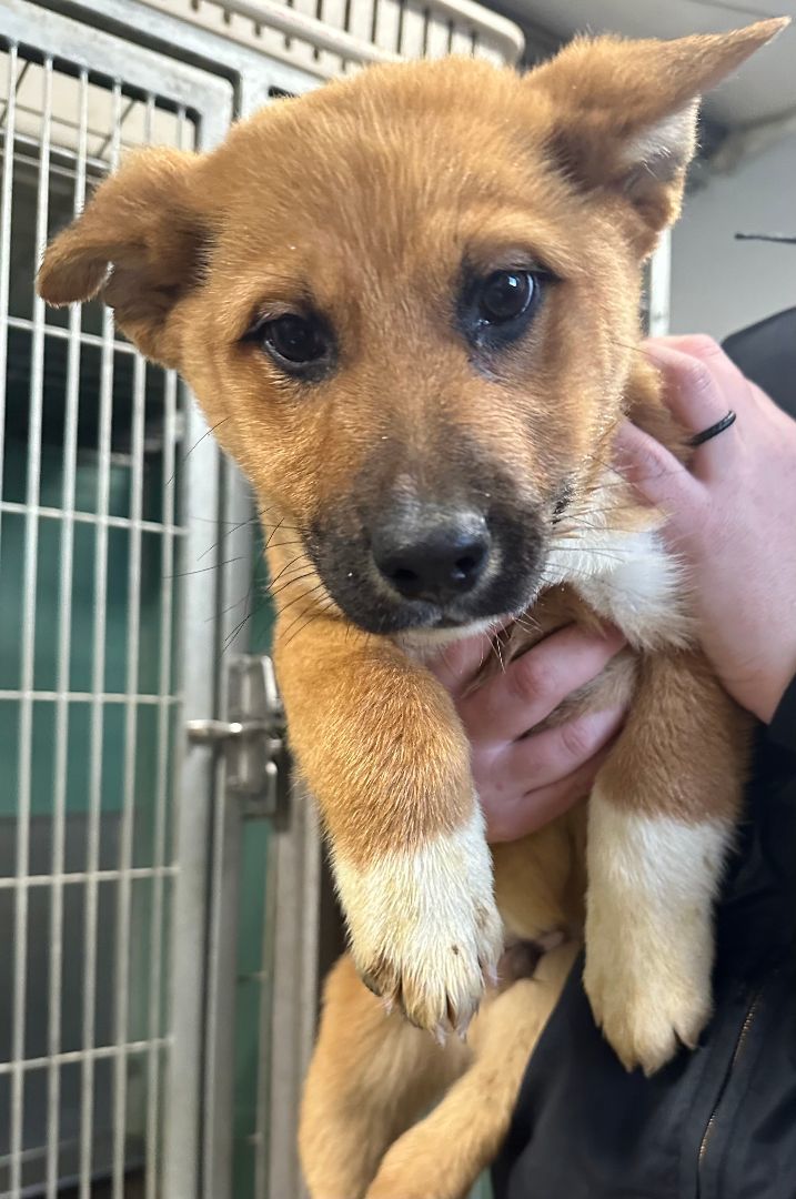 Enlarge Ryder, a Adopted mixed breed in Ulysses, KS image 1/1