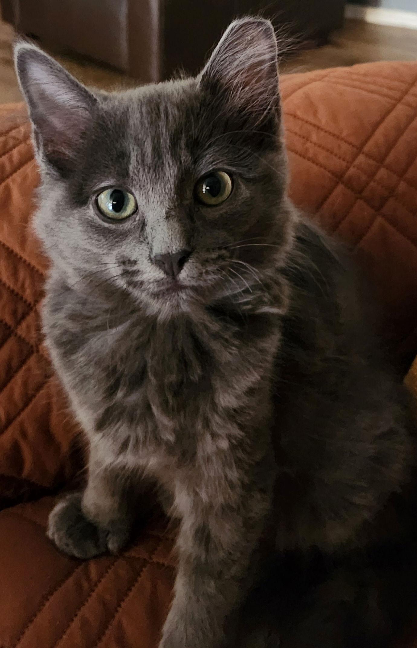 Tom, Adopted, Kitten Male Domestic Medium Hair.