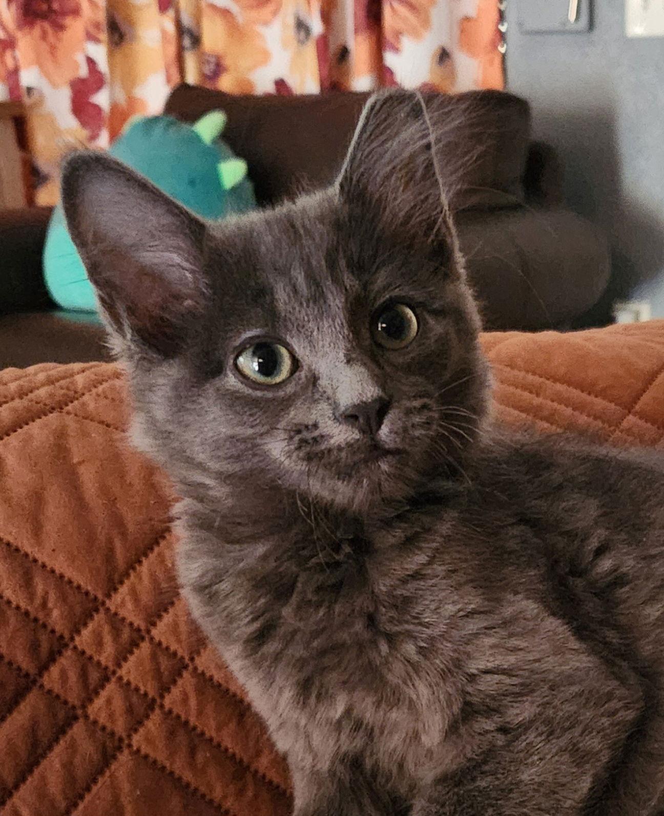 Tom, a Adopted Domestic Medium Hair in Phoenix, AZ image 2/3