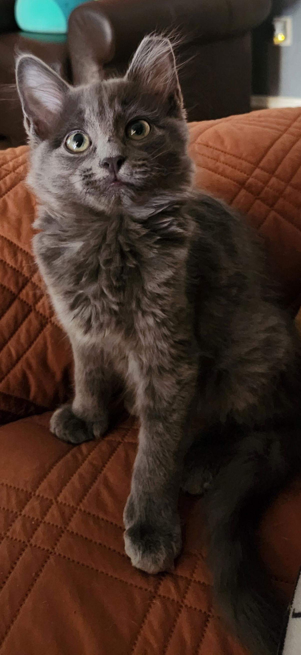 Tom, a Adopted Domestic Medium Hair in Phoenix, AZ image 3/3