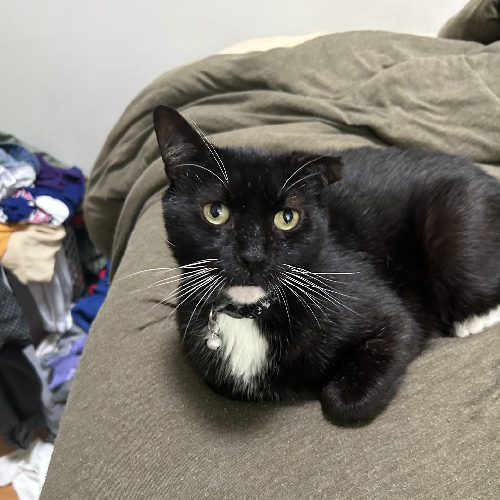 Enlarge Ruben, a Adoptable Domestic Short Hair in Middle Village, NY image 1/5