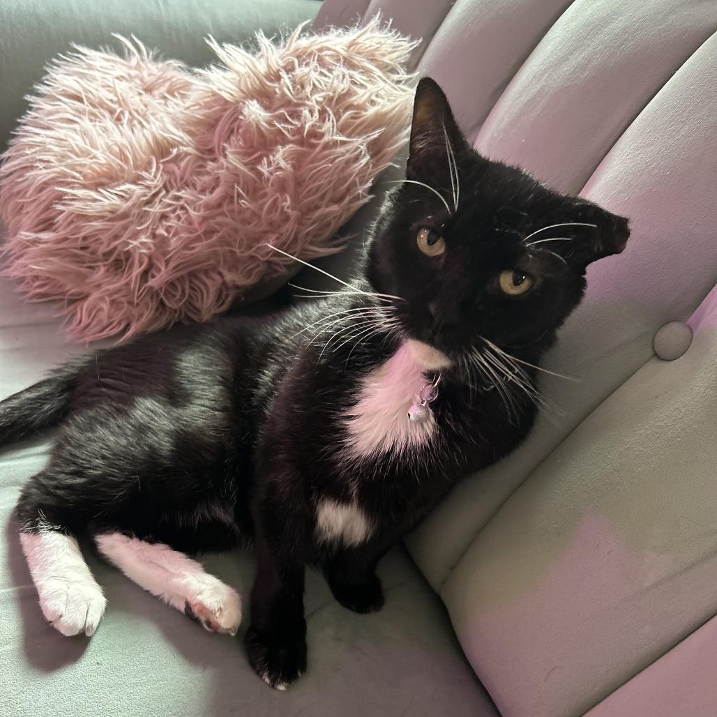 Enlarge Ruben, a Adoptable Domestic Short Hair in Middle Village, NY image 2/5
