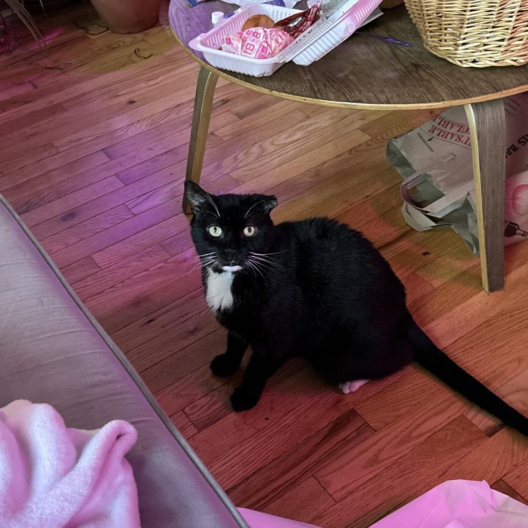 Enlarge Ruben, a Adoptable Domestic Short Hair in Middle Village, NY image 3/5