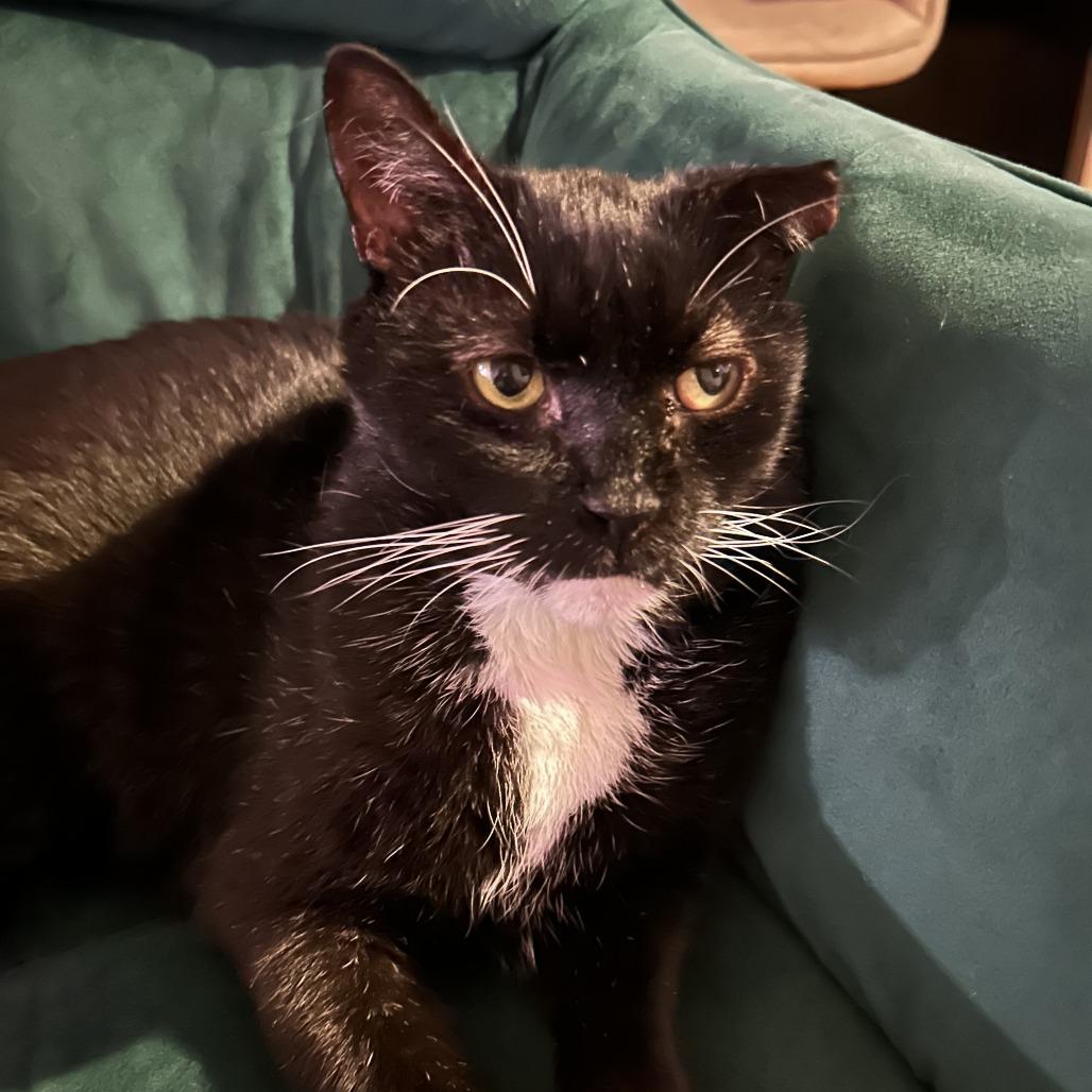 Enlarge Ruben, a Adoptable Domestic Short Hair in Middle Village, NY image 4/5