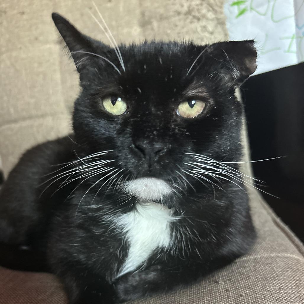 Enlarge Ruben, a Adoptable Domestic Short Hair in Middle Village, NY image 5/5