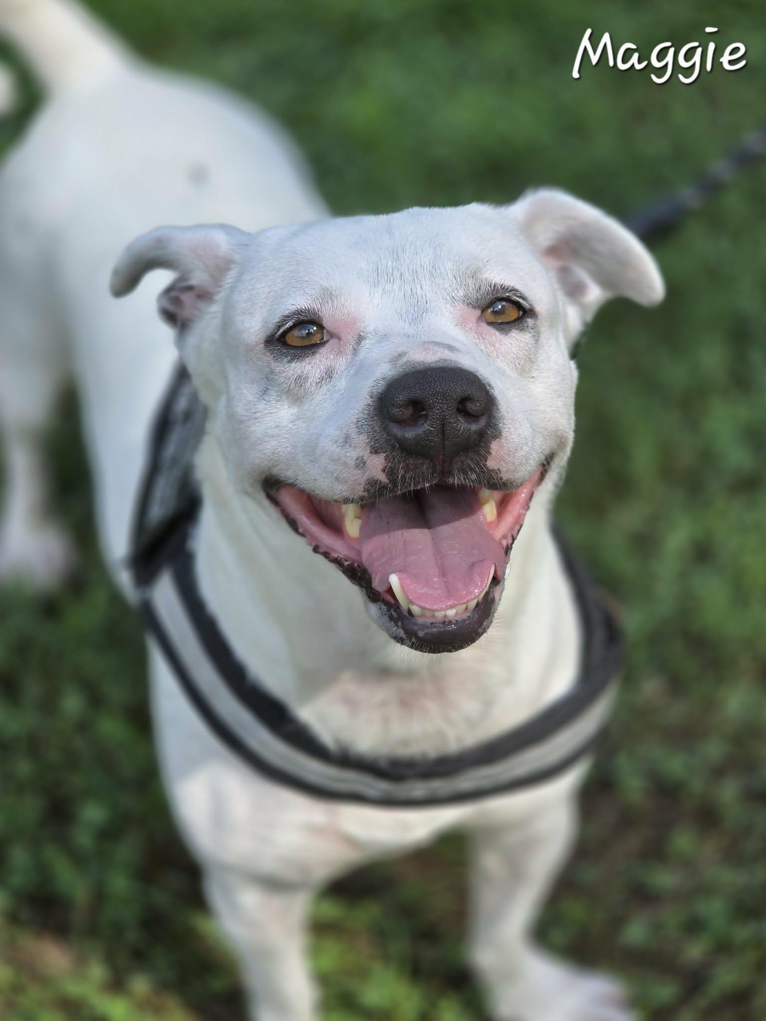 Maggie, an adopted Mixed Breed in Bishop, GA image 2/6