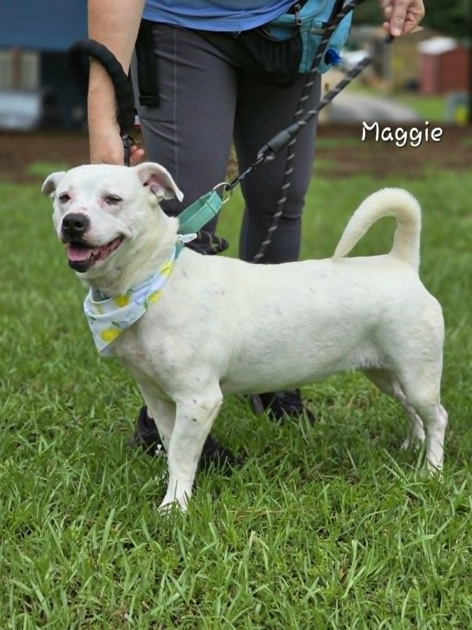 Maggie, a Adoptable Mixed Breed in Bishop, GA image 3/3