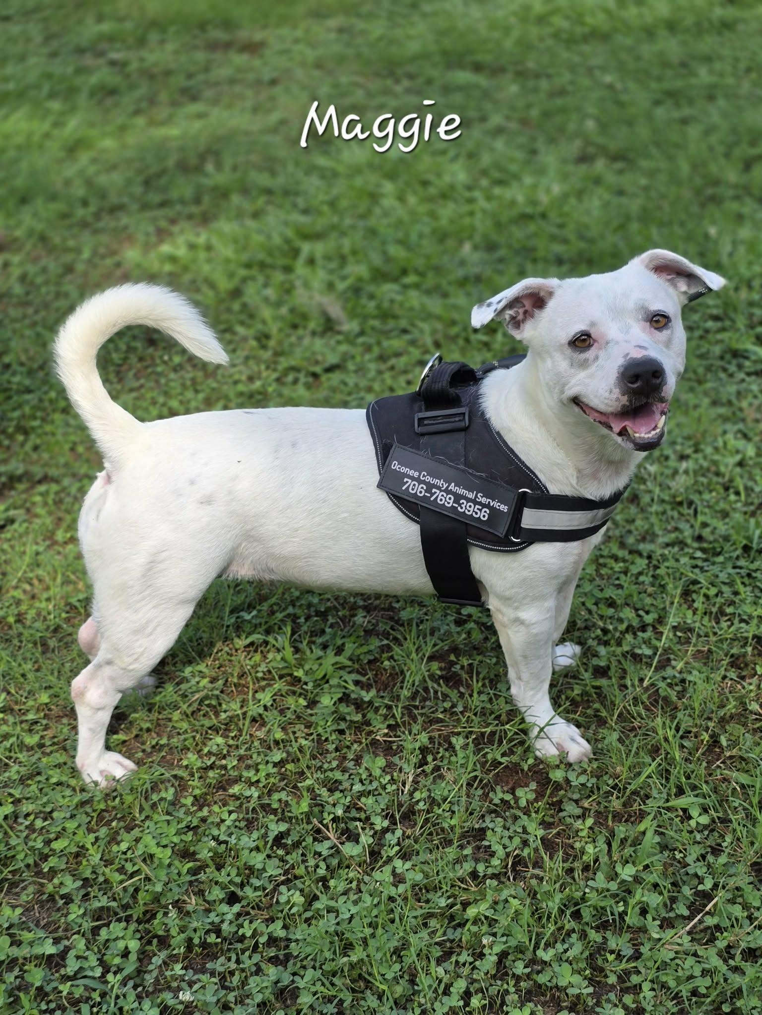 Maggie, an adopted Mixed Breed in Bishop, GA image 1/6
