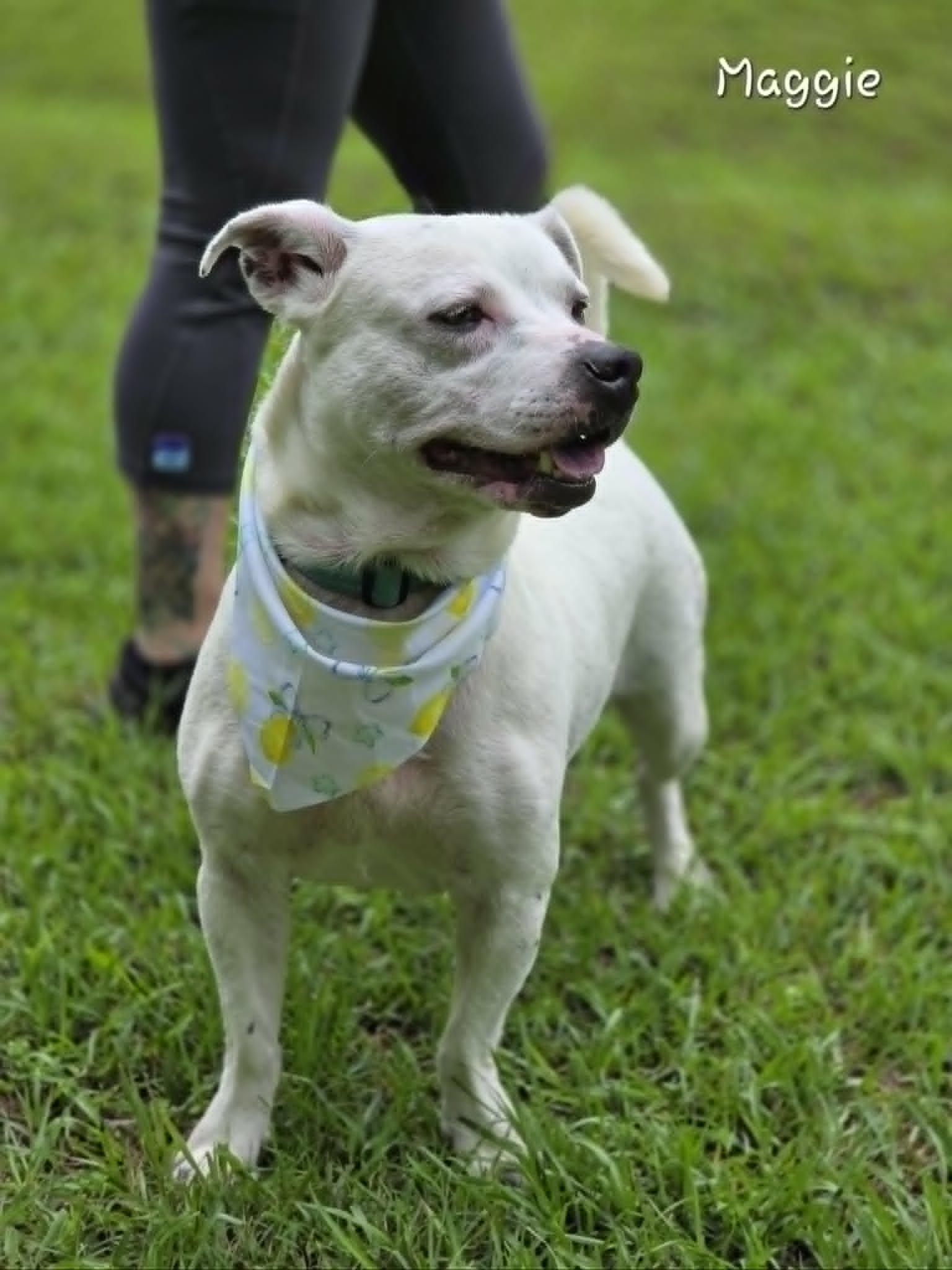 Maggie, a Adoptable Mixed Breed in Bishop, GA image 2/3