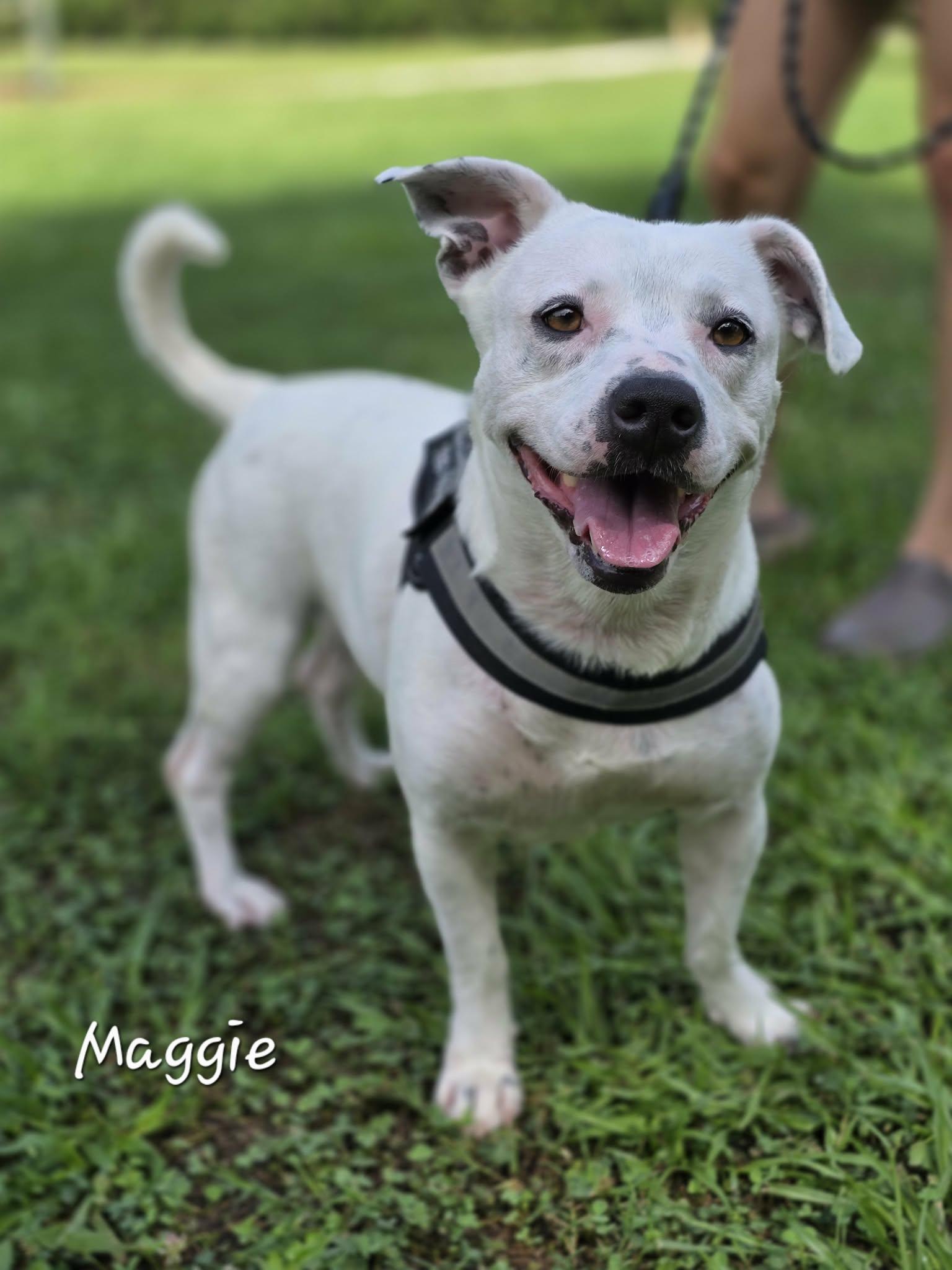 Maggie, an adopted Mixed Breed in Bishop, GA image 3/6