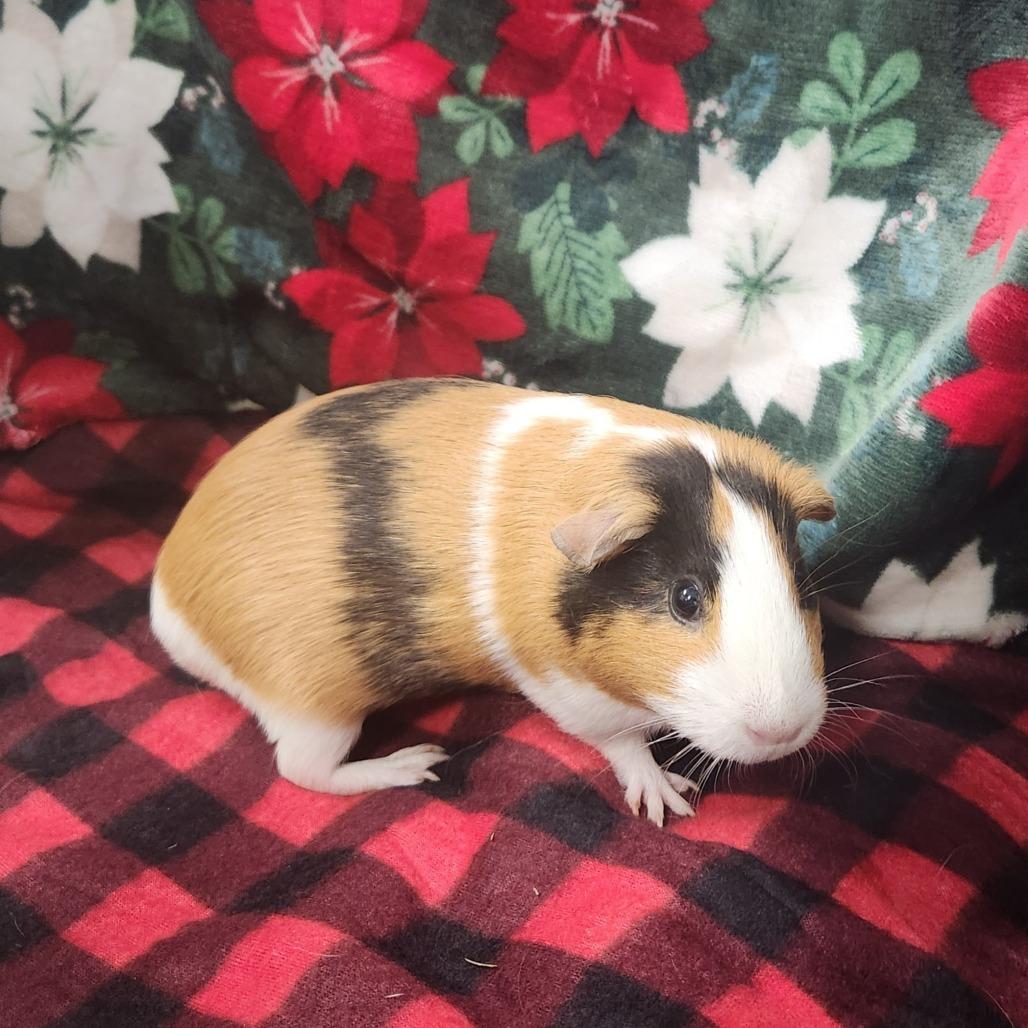 Poppy & Christmas, ADOPTABLE, Adult Female Guinea Pig.