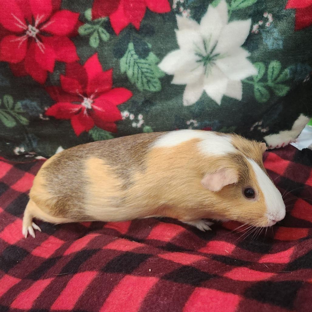 Enlarge Poppy & Christmas, a ADOPTABLE Guinea Pig in Las Vegas, NV image 2/2