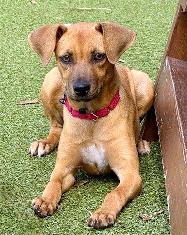 HOLLY MAE, Adoptable, Young Female Labrador Retriever & Mixed Breed.