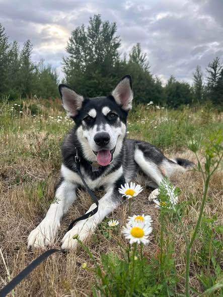 Moose, a ADOPTABLE Siberian Husky in Deer Park, WA image 3/3