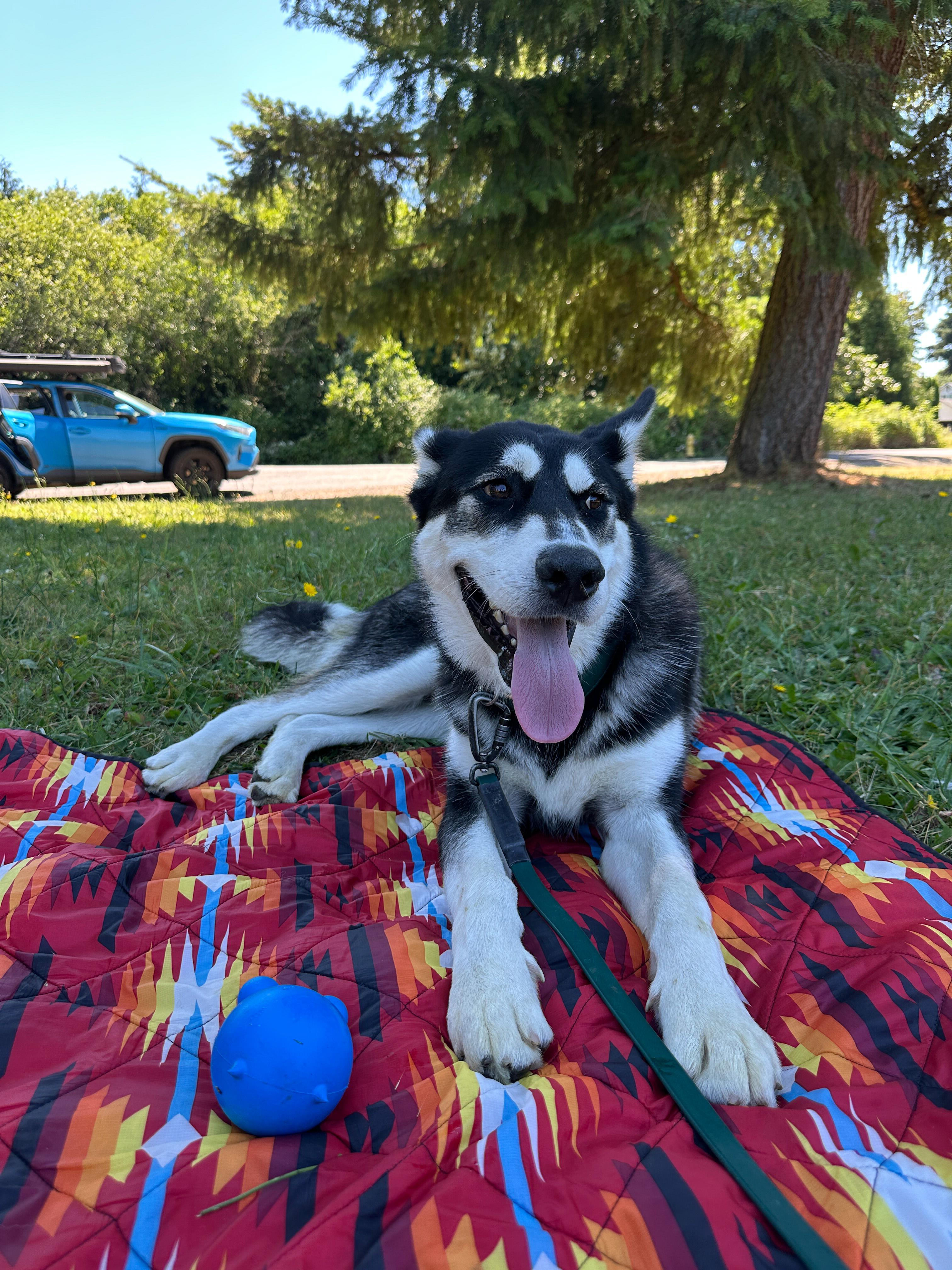 Moose, ADOPTABLE, Adult Male Siberian Husky.