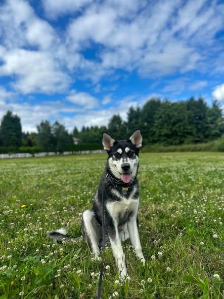 Moose, a ADOPTABLE Siberian Husky in Deer Park, WA image 2/3