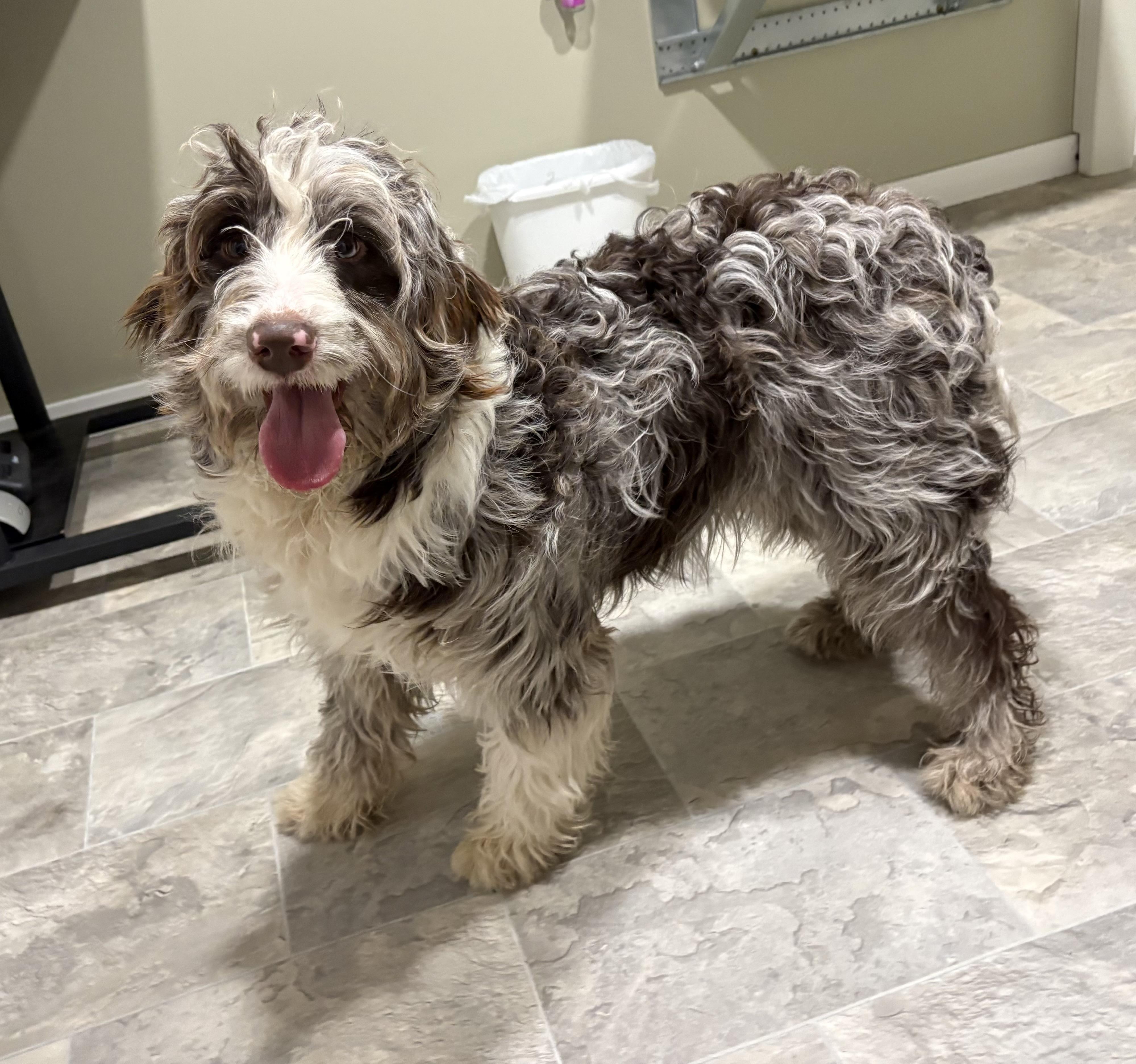 Chip, adopted, Young Female Aussiedoodle.