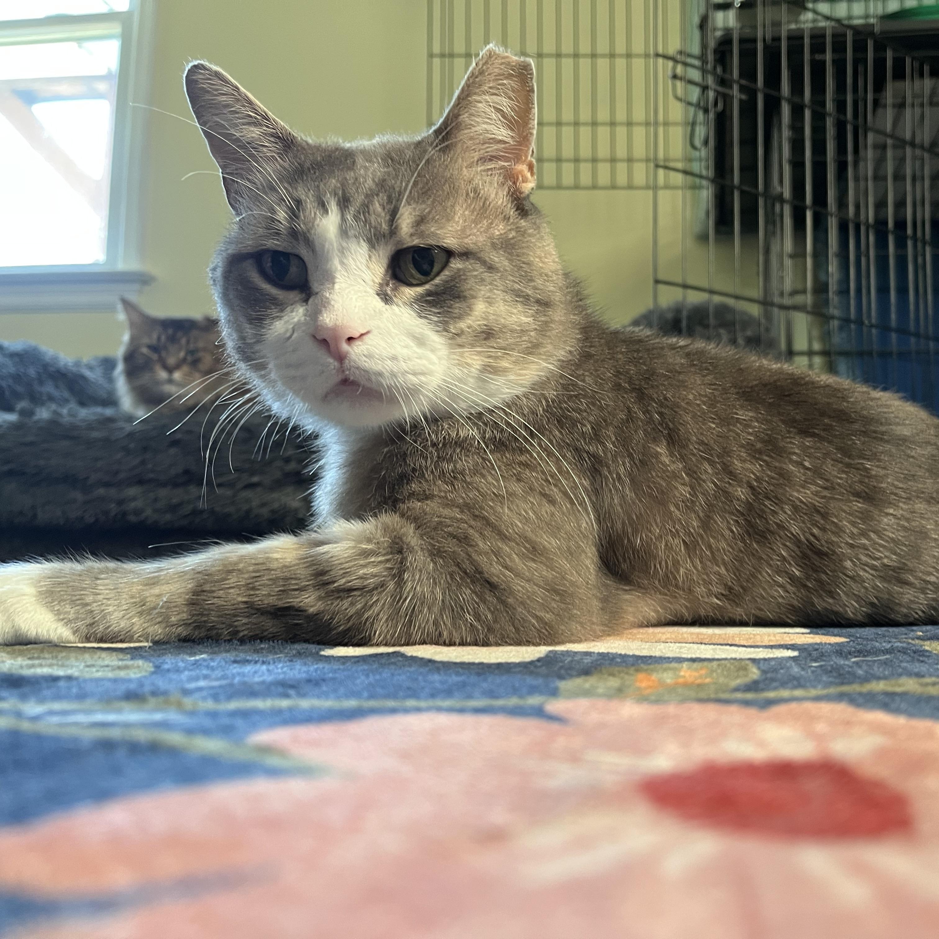 Finnegan and Jameson O'Malley