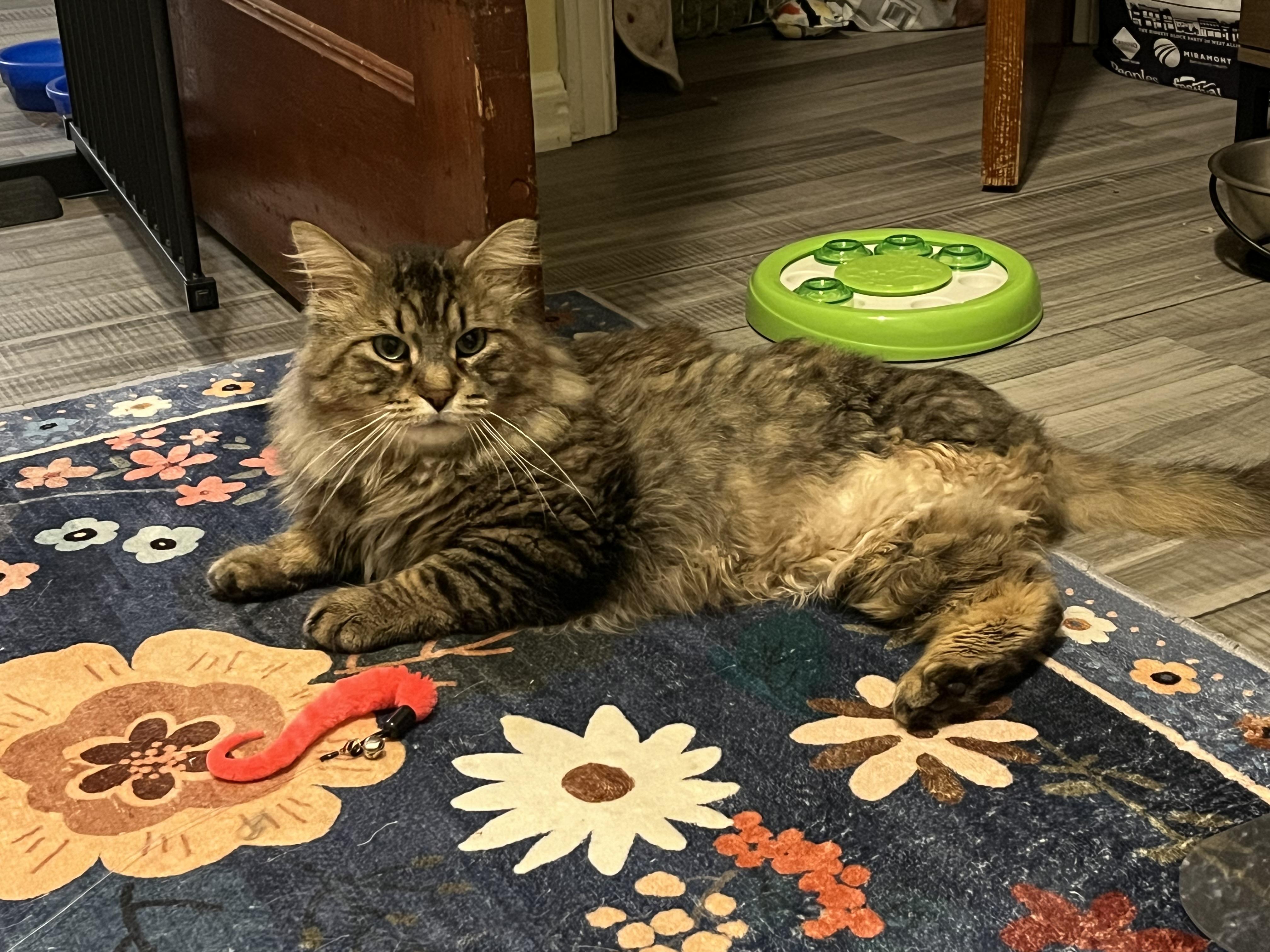 Finnegan and Jameson O'Malley