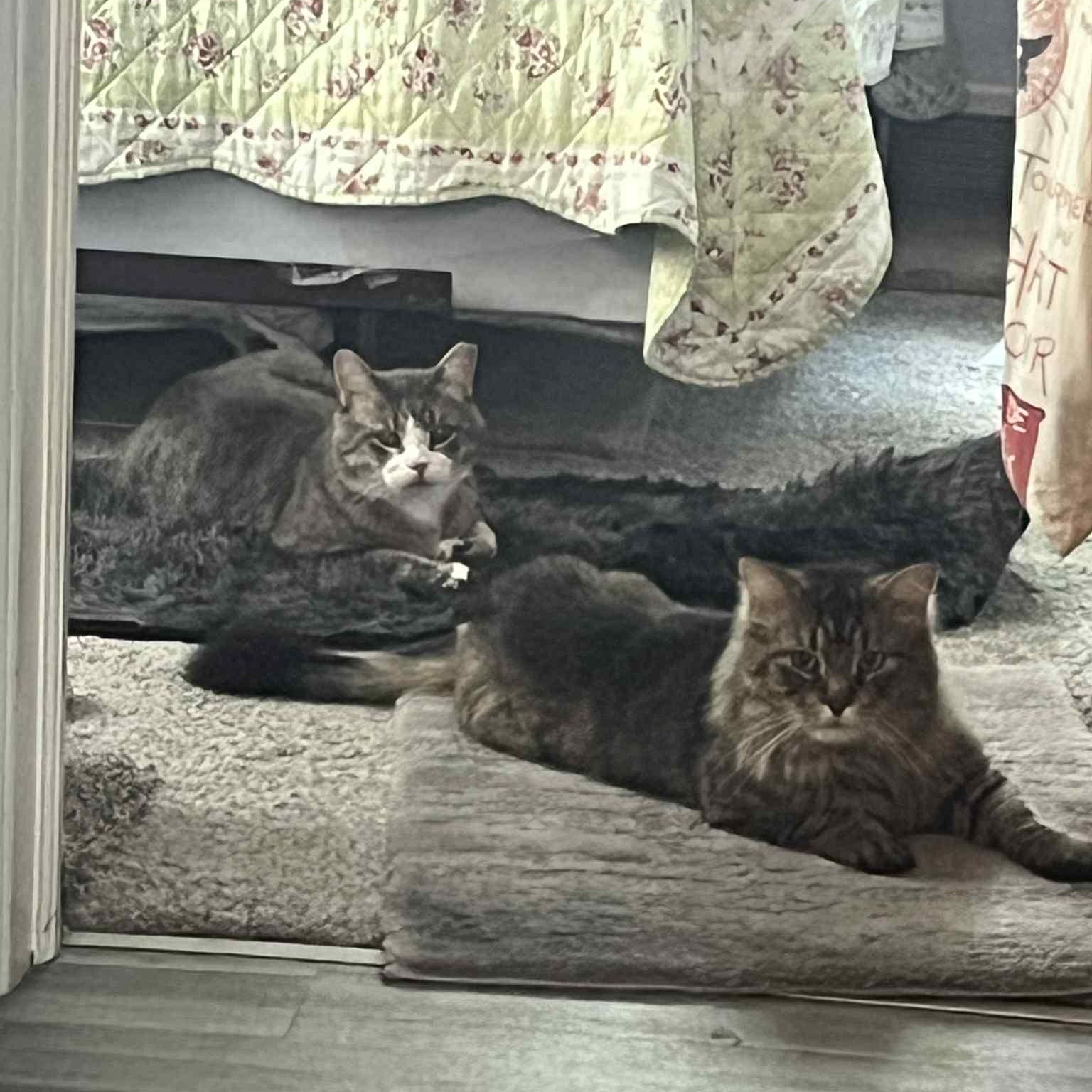 Finnegan and Jameson O'Malley